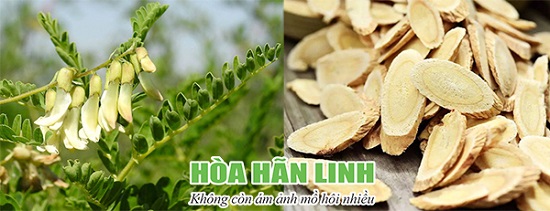 Rễ của Hoàng kỳ được dùng làm thuốc trị ra mồ hôi nhiều.jpg